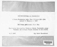 Usnea glabrescens image